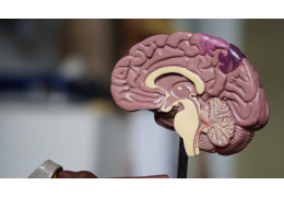 Neurologické zdravie – ako bunková výživa chráni mozog a nervy