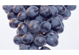 Antioxidanty a OPC: Ako polyfenoly z hroznových jadierok chránia vaše bunky pred voľnými radikálmi